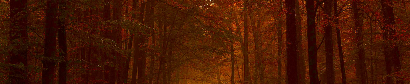 woods